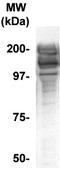 Aggrecan antibody, TA354522, Origene, Western Blot image 