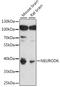 Neuronal Differentiation 6 antibody, A15881, ABclonal Technology, Western Blot image 