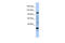 Nuclear Transcription Factor, X-Box Binding 1 antibody, 25-227, ProSci, Western Blot image 