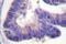 cAMP-specific 3 ,5 -cyclic phosphodiesterase 4D antibody, LS-C176447, Lifespan Biosciences, Immunohistochemistry paraffin image 