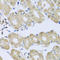 Synaptotagmin 4 antibody, A10762, Boster Biological Technology, Immunohistochemistry frozen image 