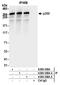 E1A Binding Protein P300 antibody, A300-358A, Bethyl Labs, Immunoprecipitation image 