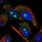 Nudix Hydrolase 8 antibody, HPA041252, Atlas Antibodies, Immunofluorescence image 