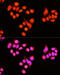 Zinc Finger Protein 408 antibody, 15-918, ProSci, Immunofluorescence image 