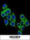 CD38 Molecule antibody, 61-570, ProSci, Immunofluorescence image 