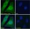 Clusterin antibody, LS-B2852, Lifespan Biosciences, Immunofluorescence image 