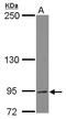 Dynamin Binding Protein antibody, LS-C155461, Lifespan Biosciences, Western Blot image 