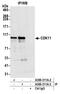 Cyclin-dependent kinase 11 antibody, A300-311A, Bethyl Labs, Immunoprecipitation image 
