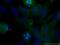 Pericentrin-B antibody, 22271-1-AP, Proteintech Group, Immunofluorescence image 