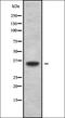 Tumor Protein P53 Inducible Protein 3 antibody, orb378375, Biorbyt, Western Blot image 
