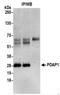PDGFA Associated Protein 1 antibody, NBP2-37693, Novus Biologicals, Immunoprecipitation image 