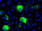Sonic hedgehog protein antibody, TA500041, Origene, Immunofluorescence image 