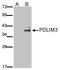 PDZ And LIM Domain 3 antibody, PA5-28631, Invitrogen Antibodies, Western Blot image 