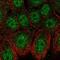 Zinc finger protein neuro-d4 antibody, PA5-61895, Invitrogen Antibodies, Immunofluorescence image 