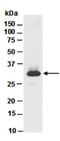 Erythropoietin antibody, orb66770, Biorbyt, Western Blot image 