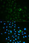 B29 antibody, 18-457, ProSci, Immunofluorescence image 