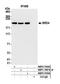 Bromodomain Containing 4 antibody, NBP2-76394, Novus Biologicals, Immunoprecipitation image 