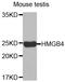 High Mobility Group Box 4 antibody, LS-C332073, Lifespan Biosciences, Western Blot image 