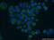 Brain Derived Neurotrophic Factor antibody, 66292-1-Ig, Proteintech Group, Immunofluorescence image 