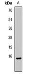 Histone H3.1t antibody, LS-C668839, Lifespan Biosciences, Western Blot image 