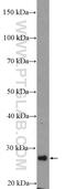 NAD-dependent deacetylase sirtuin-3 antibody, 10099-1-AP, Proteintech Group, Western Blot image 