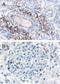 SH3 domain-binding protein 1 antibody, NB100-1398, Novus Biologicals, Immunohistochemistry paraffin image 