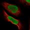 Nectin Cell Adhesion Molecule 1 antibody, NBP1-86554, Novus Biologicals, Immunofluorescence image 
