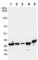 Ribosomal Protein L7 antibody, ab72550, Abcam, Western Blot image 