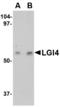 Leucine Rich Repeat LGI Family Member 4 antibody, LS-B3223, Lifespan Biosciences, Western Blot image 
