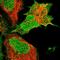 Paralemmin antibody, NBP2-48940, Novus Biologicals, Immunofluorescence image 
