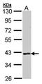DNA Meiotic Recombinase 1 antibody, orb74026, Biorbyt, Western Blot image 