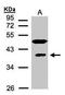 mRNA export factor antibody, GTX106289, GeneTex, Western Blot image 