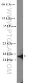 Cyclin Dependent Kinase 2 Associated Protein 2 antibody, 15423-1-AP, Proteintech Group, Western Blot image 