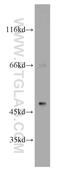 Beta-1,3-Galactosyltransferase 2 antibody, 14177-1-AP, Proteintech Group, Western Blot image 