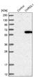 Chordin Like 1 antibody, NBP1-84485, Novus Biologicals, Western Blot image 