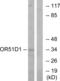 Olfactory Receptor Family 51 Subfamily D Member 1 antibody, abx015438, Abbexa, Western Blot image 