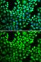Proteasome Subunit Alpha 4 antibody, GTX65846, GeneTex, Immunocytochemistry image 