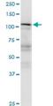 Importin 5 antibody, H00003843-M01, Novus Biologicals, Western Blot image 