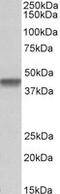 Pentatricopeptide Repeat Domain 2 antibody, MBS422931, MyBioSource, Western Blot image 