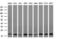 Dual specificity protein phosphatase 23 antibody, M09732, Boster Biological Technology, Western Blot image 