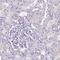 IQ Motif Containing N antibody, HPA042409, Atlas Antibodies, Immunohistochemistry paraffin image 
