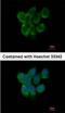 DNA dC->dU-editing enzyme APOBEC-3G antibody, NBP2-53089, Novus Biologicals, Immunofluorescence image 