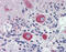 Grainyhead Like Transcription Factor 2 antibody, 25-538, ProSci, Immunohistochemistry frozen image 