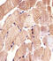 Caspase Recruitment Domain Family Member 6 antibody, 63-757, ProSci, Immunofluorescence image 