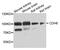 Cadherin-6 antibody, PA5-76343, Invitrogen Antibodies, Western Blot image 