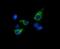 Mitochondrial tRNA-specific 2-thiouridylase 1 antibody, NBP2-46016, Novus Biologicals, Immunofluorescence image 