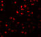 Rho GTPase-activating protein 18 antibody, 5589, ProSci Inc, Immunofluorescence image 