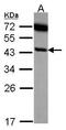 Serpin Family B Member 6 antibody, GTX114636, GeneTex, Western Blot image 