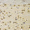 Nudix Hydrolase 6 antibody, LS-C330880, Lifespan Biosciences, Immunohistochemistry frozen image 