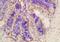 Potassium Channel Tetramerization Domain Containing 5 antibody, orb2661, Biorbyt, Immunohistochemistry paraffin image 